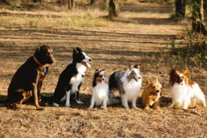 11 Passive Income Ideas in 2022 - how to rent your land for a dog park